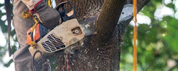 Best Tree Risk Assessment  in Bridgewater, VA