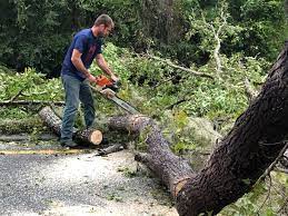 Best Firewood Processing and Delivery  in Bridgewater, VA