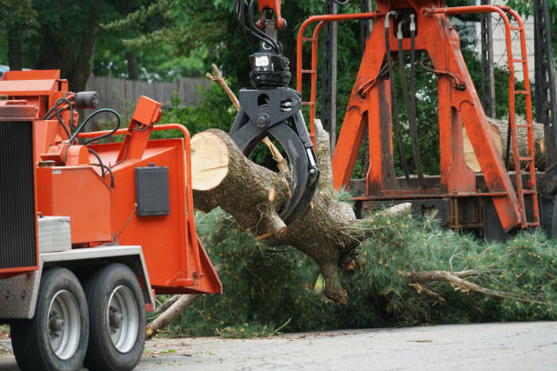 Best Tree and Shrub Care  in Bridgewater, VA