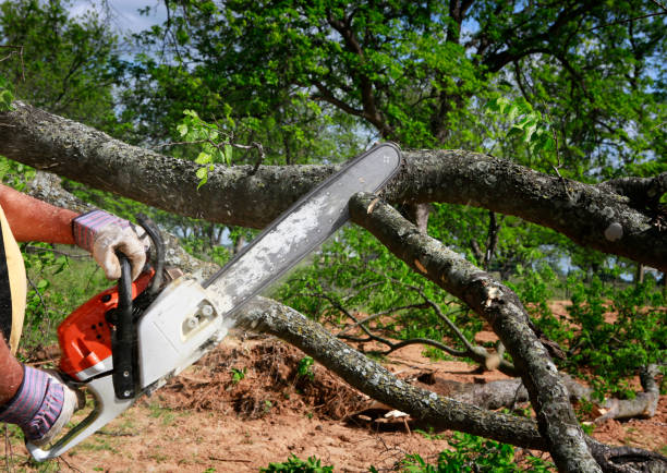 Best Weed Control  in Bridgewater, VA